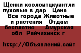 Щенки ксолоитцкуинтли пуховые в дар › Цена ­ 1 - Все города Животные и растения » Отдам бесплатно   . Амурская обл.,Райчихинск г.